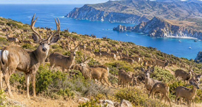Santa Catalina Adası'ndaki Geyiklerin Yok Oluş Süreci Başlıyor