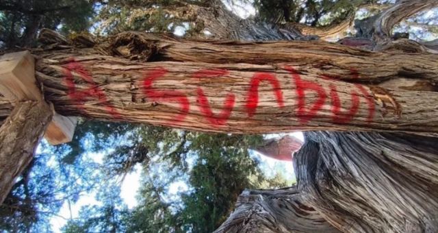 Konya'da anıt ağaç tahrip edildi, jandarma devrede
