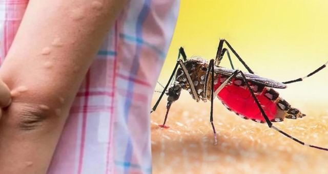 Hollanda'da Batı Nil Virüsü Vakaları Artıyor