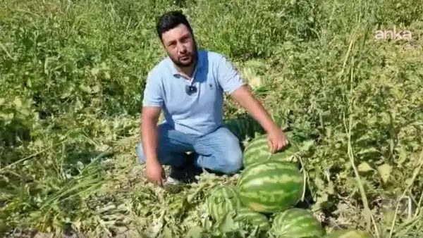 Hatay Kırıkhan'da Karpuz Rekoltesi Yüzde 150 Arttı
