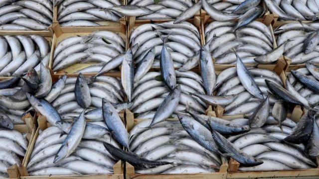Palamut Bereketi Sürüyor: İstanbul'da Avlanma Sezonu Başladı