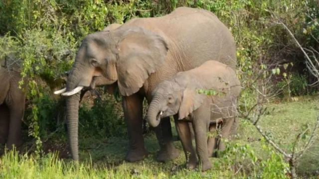 Afrika Filleri, Şifalı Bitkilerle Kendilerini Tedavi Ediyor