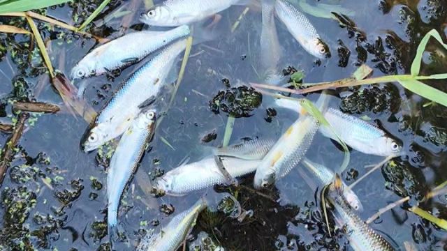 Saray'da Galata Deresi'nde toplu balık ölümleri inceleme başlatıldı