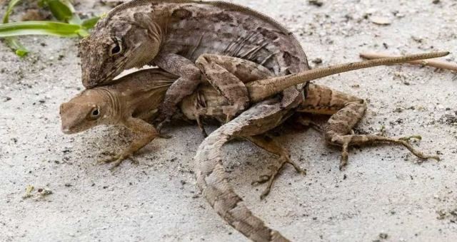 Kahverengi Anole Kertenkeleleri Yedi Ada Üzerinde İncelendi
