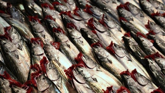 İstanbul'da Ağustos Ayında En Çok Palamut Satışı Yapıldı