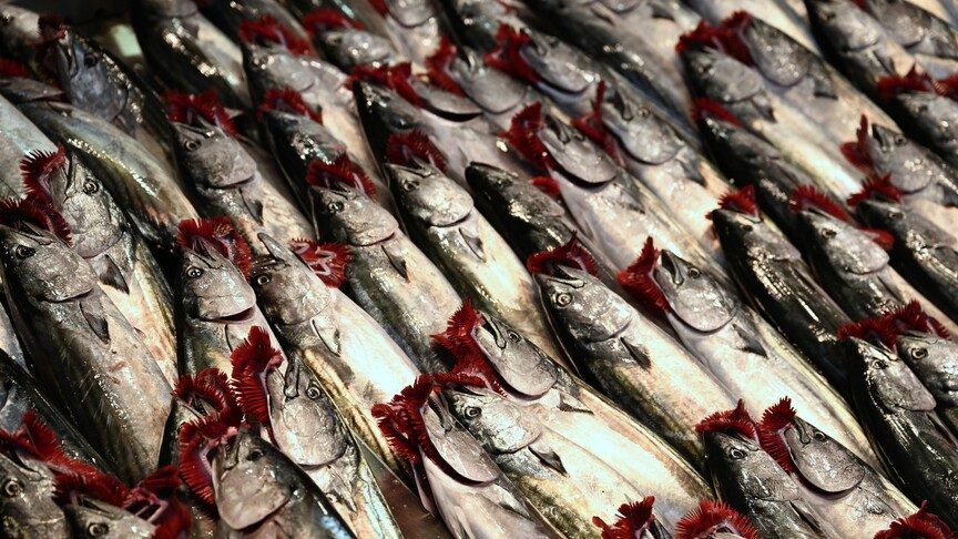 İstanbul'da Ağustos Ayında En Çok Palamut Satışı Yapıldı
