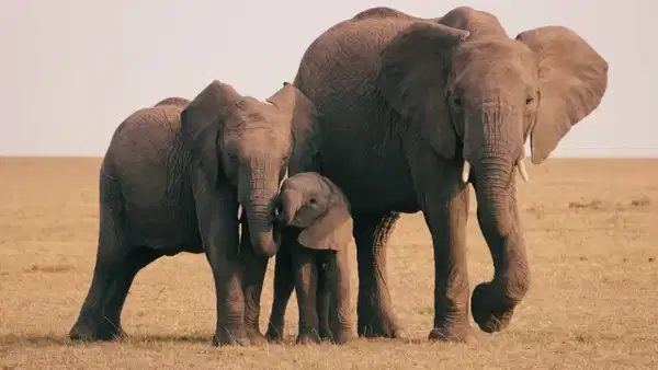 Kenya'daki Fillerin Hastalıkları İçin Bitki Kullanımı Araştırıldı