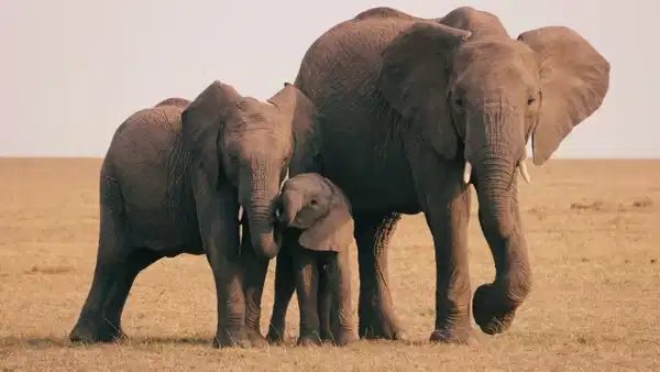 Kenya'daki Fillerin Hastalıkları İçin Bitki Kullanımı Araştırıldı