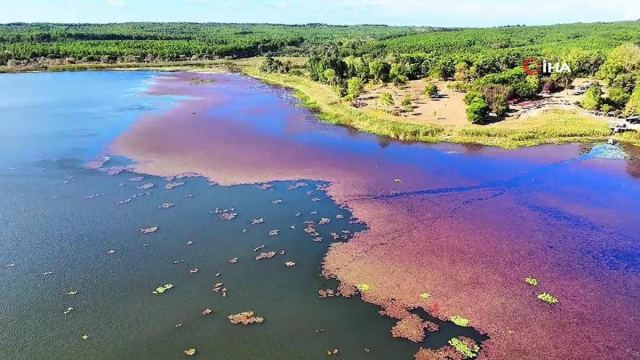Terkos Gölü pembe çiçeklerle kaplandı