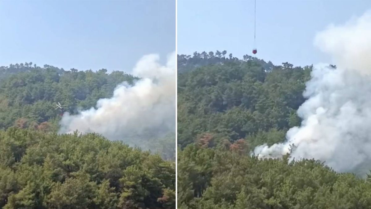 Adana'da Orman Yangını: Ekipler Hızla Müdahale Ediyor