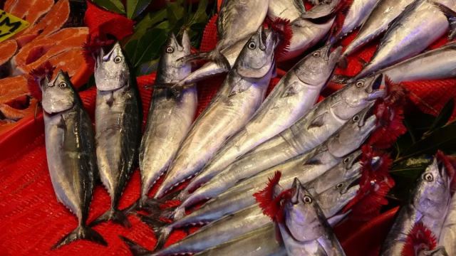 Trabzon'da Palamut Avı: 1 Eylül'den Bu Yana 1.300 Ton Avlandı