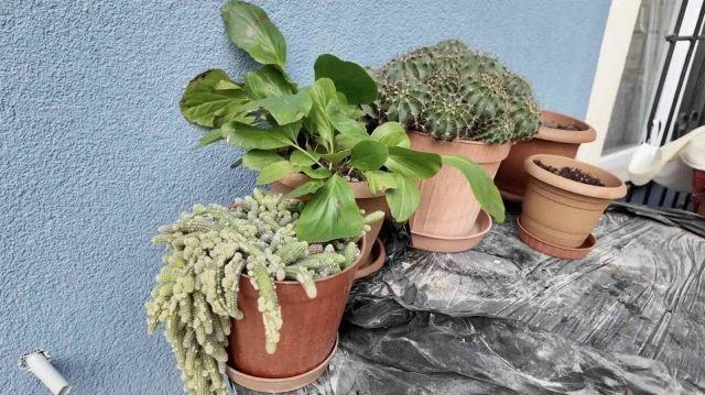 Arnavutköy'de Kaynanasının Çiçeği Çalındı, Hırsıza Seslendi