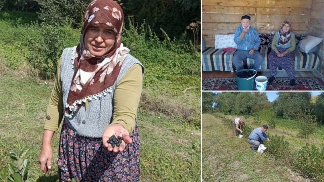 Havza'da Aronya Yetiştiriciliğiyle Talep Artıyor