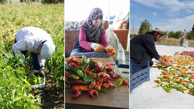 Muş'ta Üretilen Sebzeler Yurt İçine ve Dışına Gönderiliyor