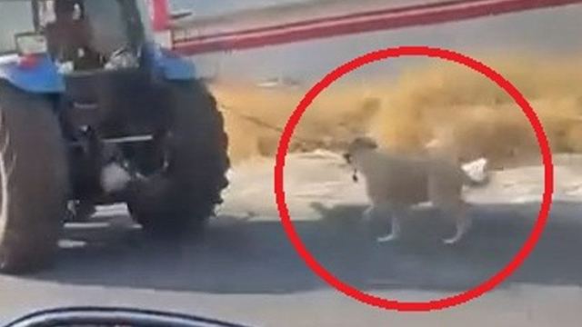 Diyarbakır'da Traktörle Köpeği Koşturan Kişi Kamerada