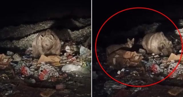Kiğı'da Ayı ve Kurtlar Yerleşim Alanına Yaklaştı