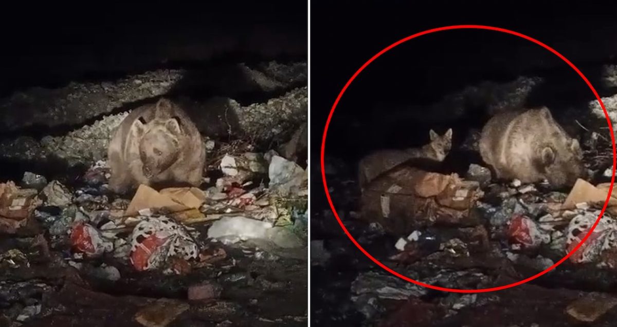 Kiğı'da Ayı ve Kurtlar Yerleşim Alanına Yaklaştı