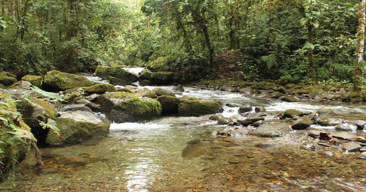 Ekvador ve Yeni Zelanda'da Doğaya Hukuki Hak Tanındı