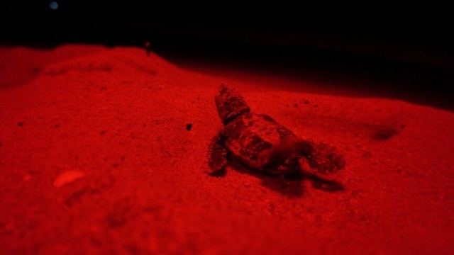 Antalya'da Kırmızı LED Uygulaması Caretta Caretta Yavrularını Koruyor
