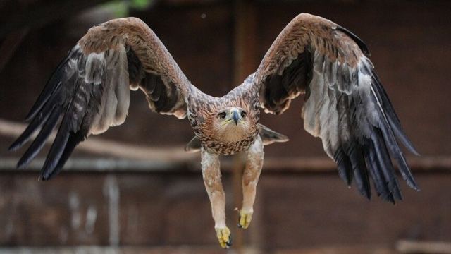 Şah Kartal İstanbul'da Tedavi Edildi, Doğaya Dönmeye Hazırlanıyor