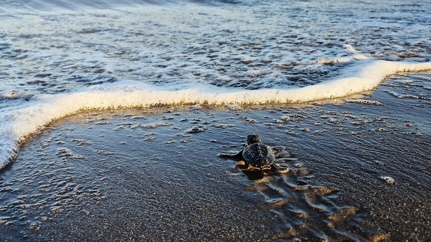İztuzu'nda 30 bin caretta caretta yavrusu denize ulaştı