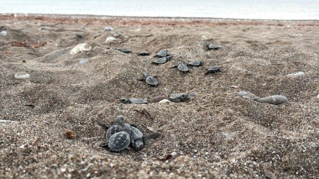 Antalya'da 200 bin Caretta Caretta Yavrusu Denize Ulaştı