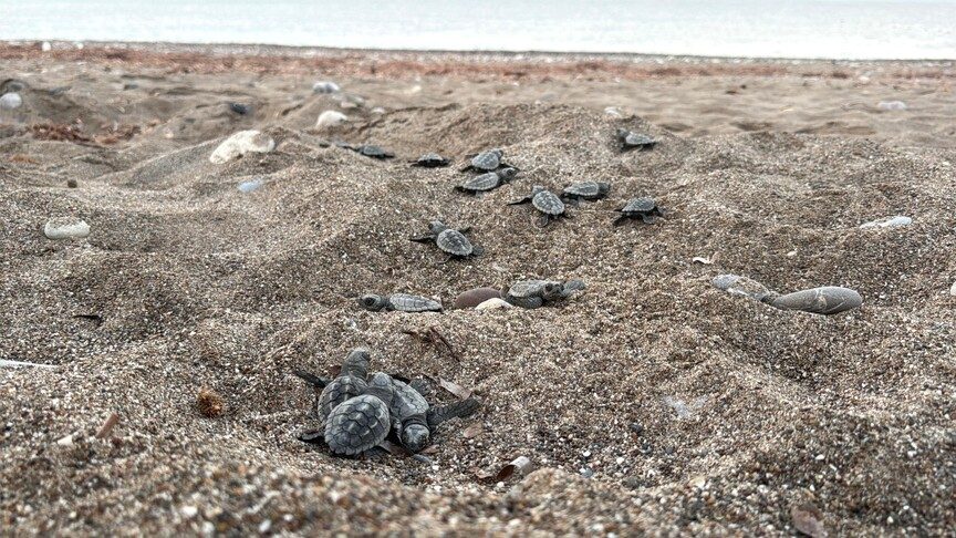 Antalya'da 200 bin Caretta Caretta Yavrusu Denize Ulaştı