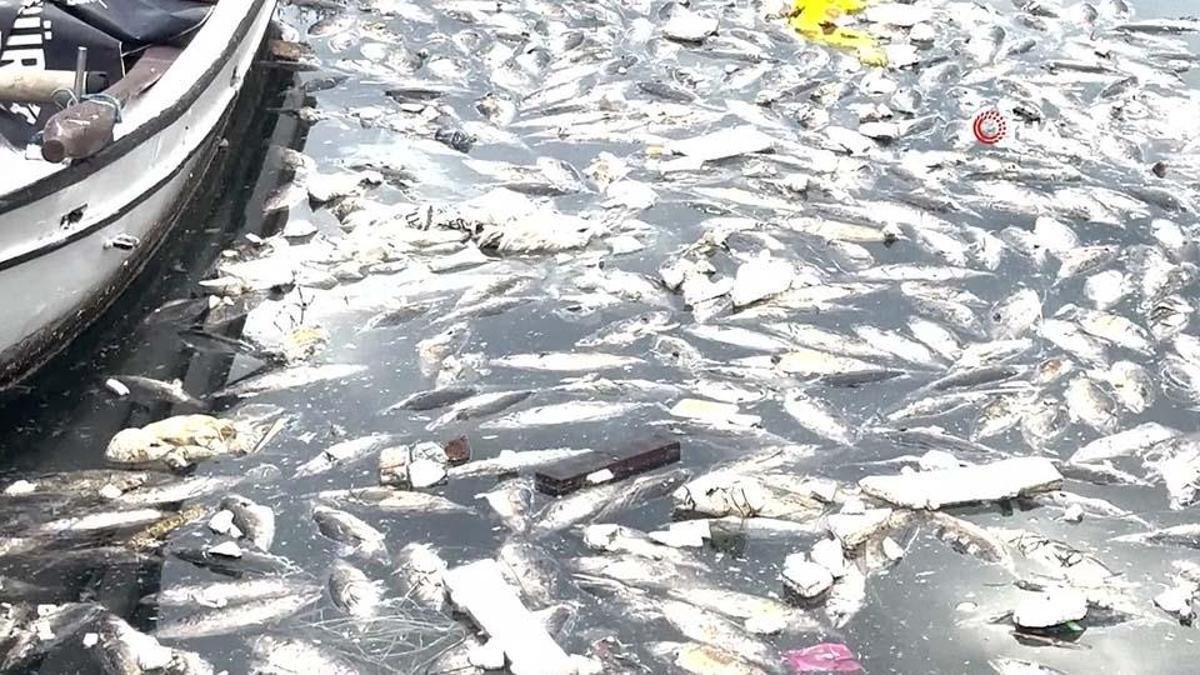 Palamut Bollaştı, Pazar'da Çöpe Gitti