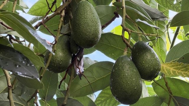 Alanya Avokadosu'nda İhracat Dönemi Başladı
