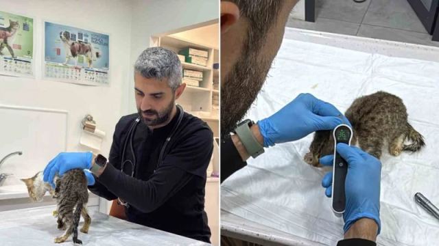 Tokat'ta Norovirüs Hastalığı Sokak Hayvanlarına Sıçradı