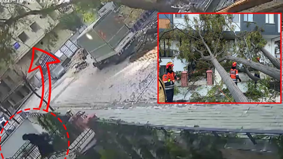 Avcılar'da dev ağaç yıkıldı, kadın son anda kurtuldu