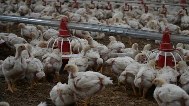 Tavuk Eti Üretimi Ağustos'ta Yıllık Yüzde 3,7 Arttı