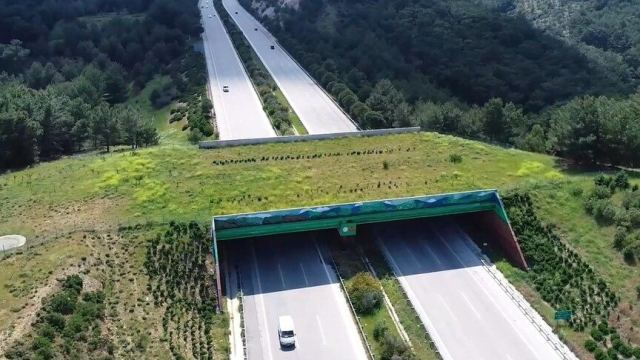 Ekolojik köprüler İstanbul'da kara ve demir yollarında inşa edildi