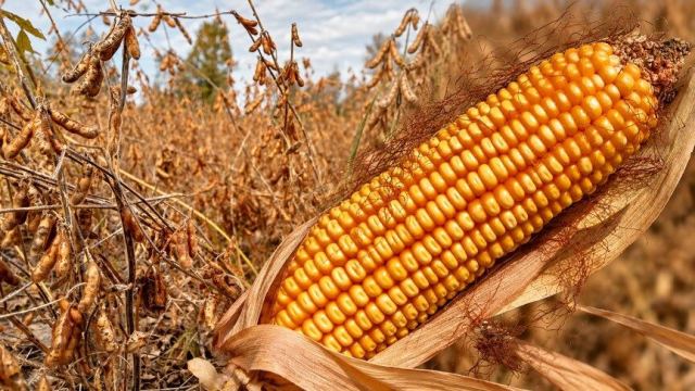 Gübre Arzı Endişeleri Mısır ve Soya Fiyatlarını Artırıyor