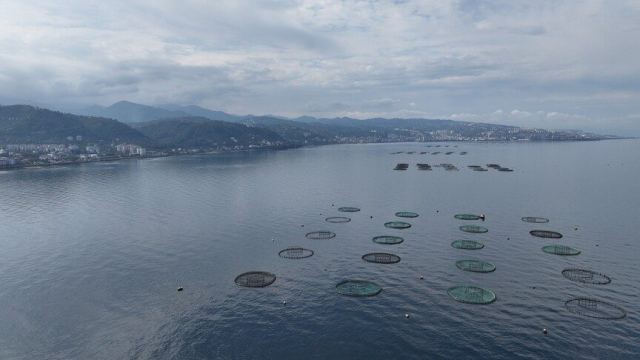 Karadeniz'in su ürünleri ihracatı 9 ayda 322 milyon doları aştı