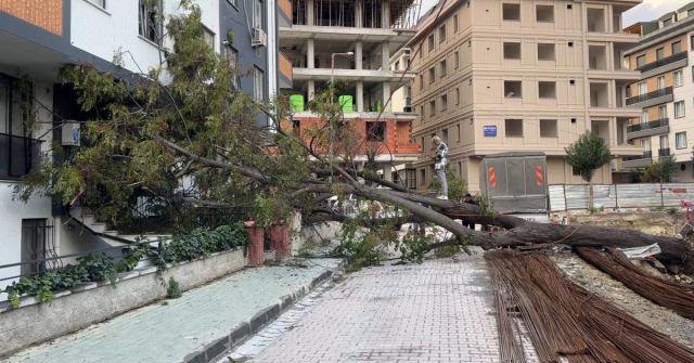 Avcılar'da devrilen ağaç, kadını kıl payı kurtardı
