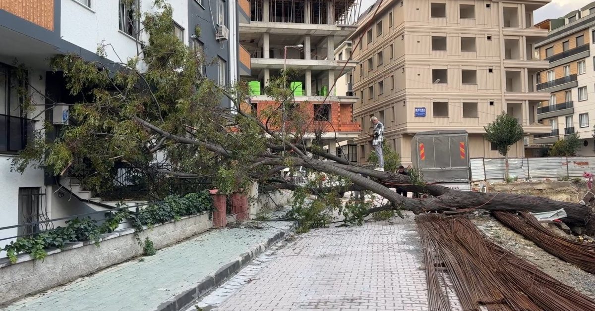 Avcılar'da devrilen ağaç, kadını kıl payı kurtardı