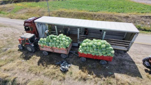 Muş Ovası'nda lahana hasadı başladı