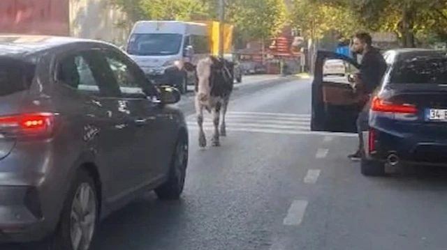 Ataşehir'de Caddede Başıboş Gezen İnekler Görüntülendi