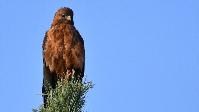 Kızıl Şahinler Kars'ta Tarım Alanlarında Görüntülendi