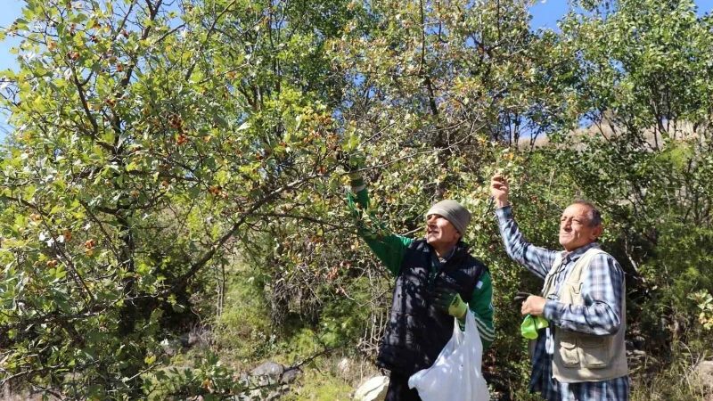 Alıç Meyvesi Olur'da Olgunlaştı, Vatandaşlar Toplamak İçin Akın Etti