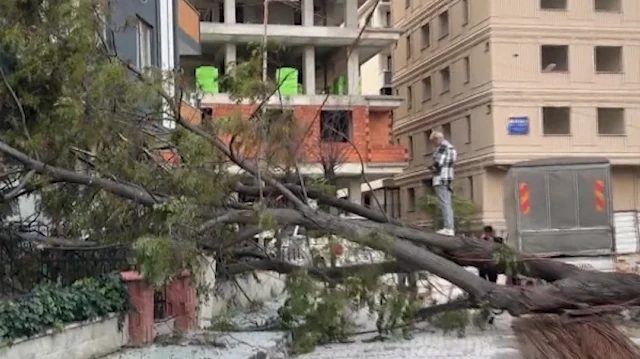 Avcılar'da Ağaç Kadının Üzerine Devrildi, Facianın Eşiğinden Dönüldü
