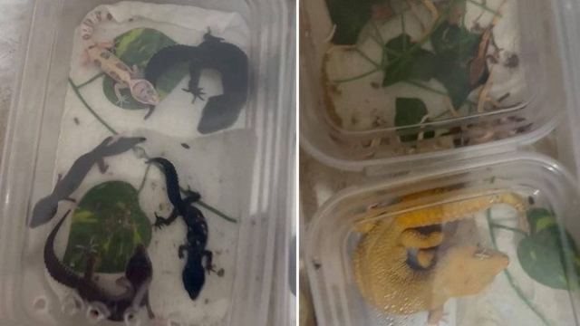 Kartal'da Yasa Dışı Hayvan Ticareti: 134 Canlı Hayvan Ele Geçirildi