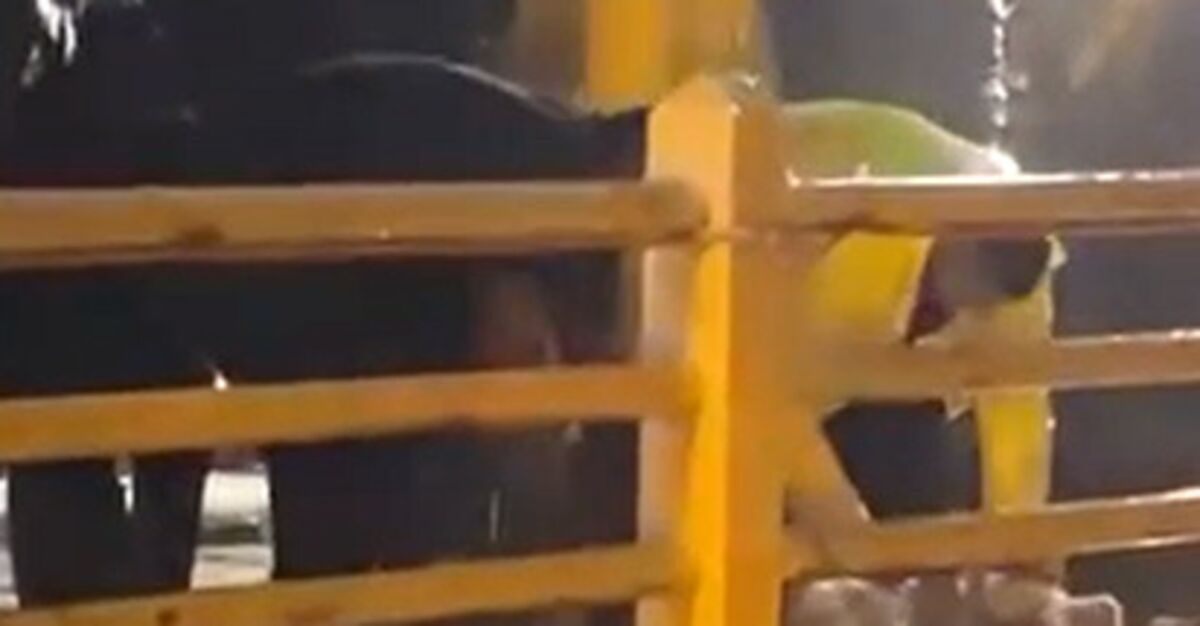 Armutlu'da Sağanak Yağış İçin Kurban Kesildi