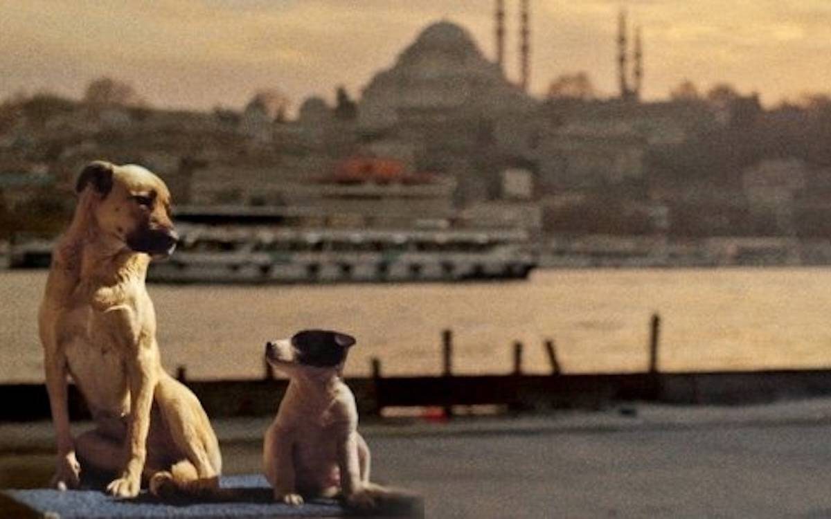 Türkiye, Dünya Hayvanları Koruma Günü'nde sokak köpeklerini topladı