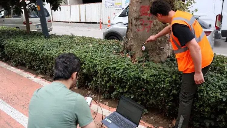 İstanbul'daki Anıt Ağaçlar Akustik Tomografi ile İncelenecek