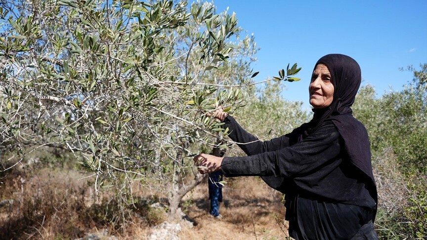 Rantisli Çiftçiler, Yabancı Aktivistlerle Zeytin Hasadına Döndü