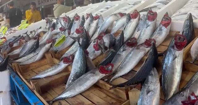 Palamut Bolluğu Bandırma'da Devam Ediyor