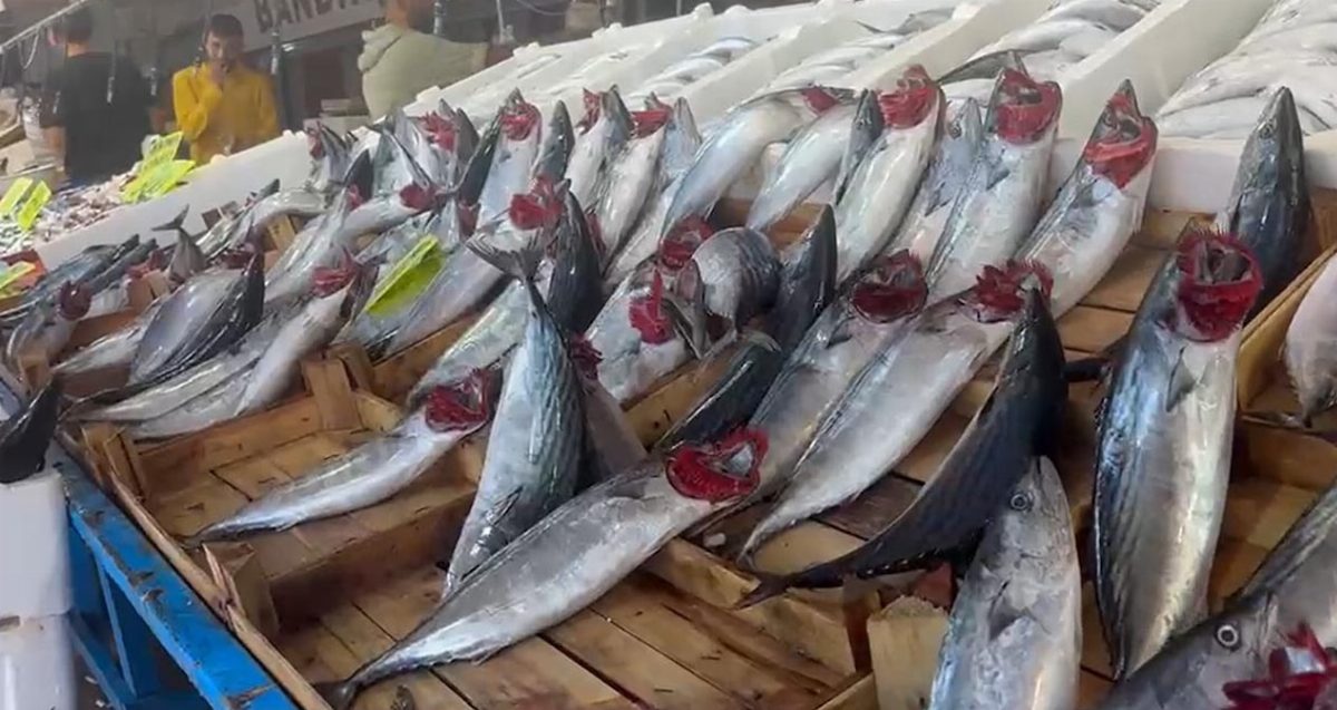 Palamut Bolluğu Bandırma'da Devam Ediyor
