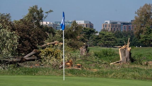 Washington'daki Golf Sahasında Ağaç Kesimi Durduruldu